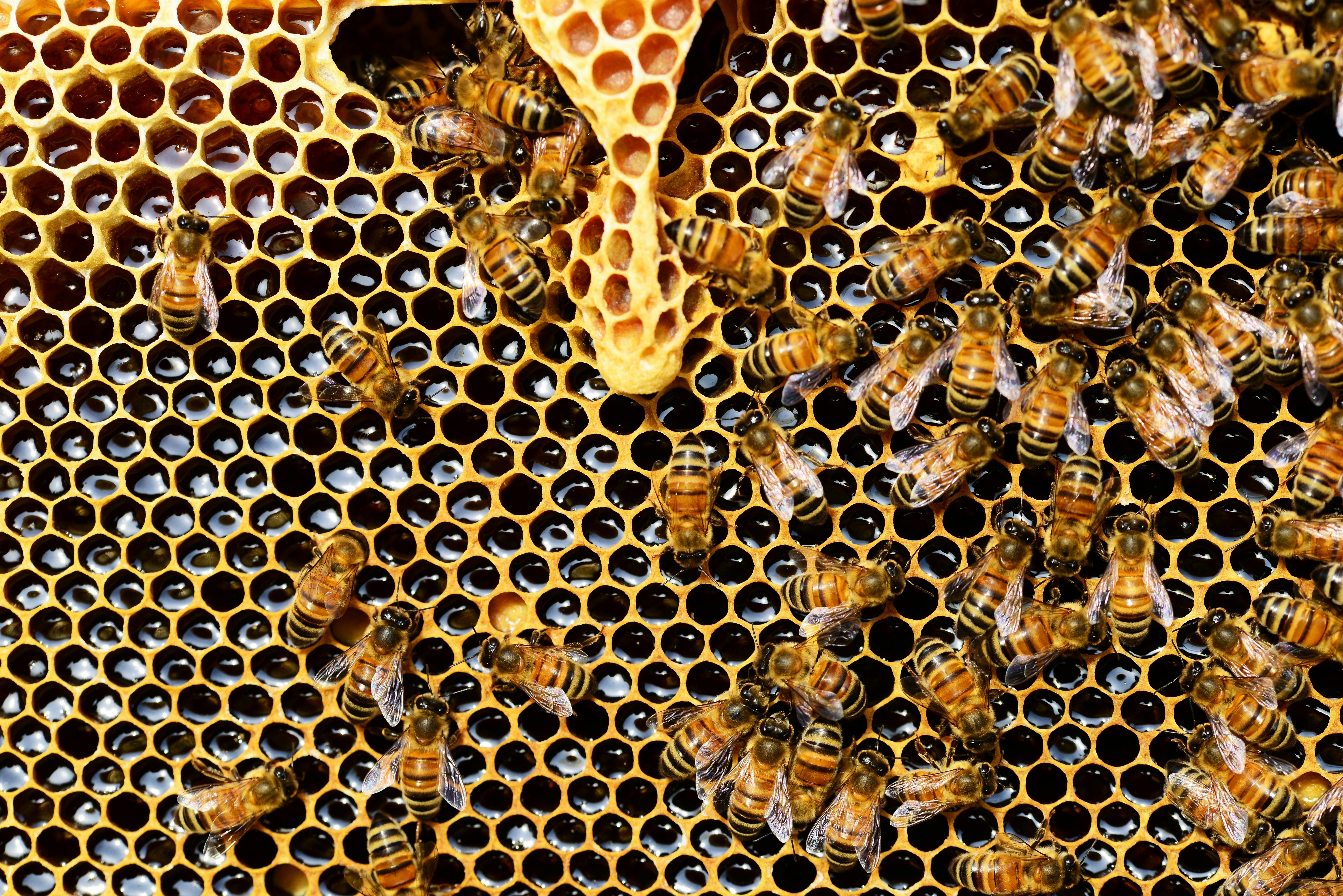 Apibee Honey